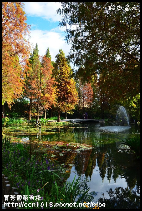 菁芳園落羽松DSC_0370 菁芳園落羽松DSC_0370