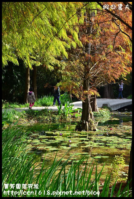 菁芳園落羽松DSC_0383 菁芳園落羽松DSC_0383
