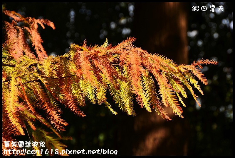 菁芳園落羽松DSC_0387 菁芳園落羽松DSC_0387