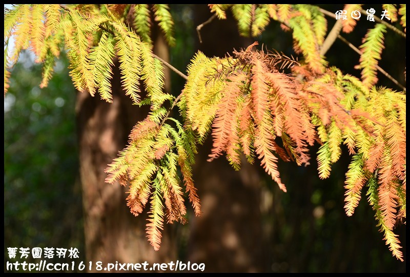 菁芳園落羽松DSC_0391 菁芳園落羽松DSC_0391