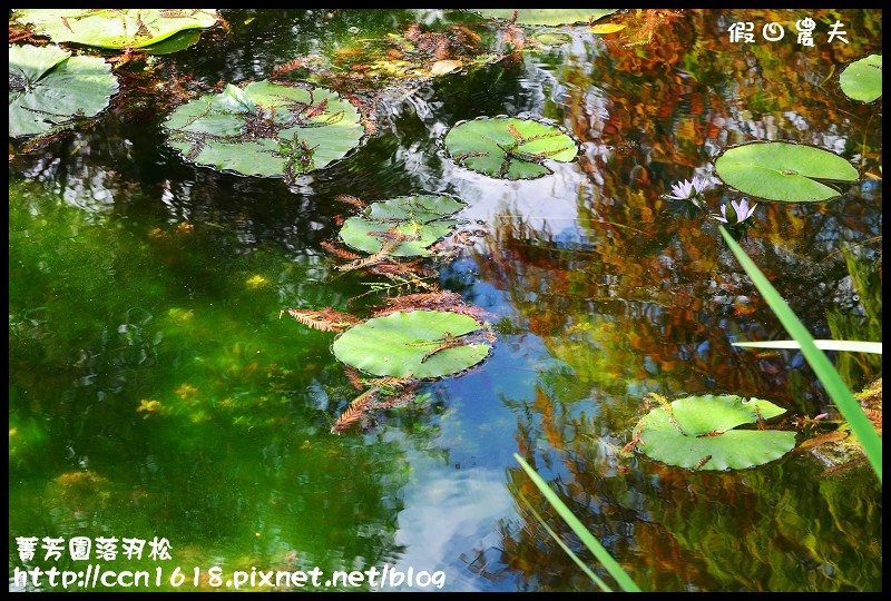 菁芳園落羽松DSC_0393 菁芳園落羽松DSC_0393