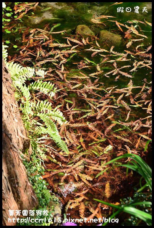 菁芳園落羽松DSC_0395 菁芳園落羽松DSC_0395