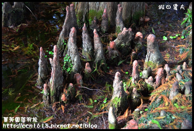 菁芳園落羽松DSC_0401 菁芳園落羽松DSC_0401