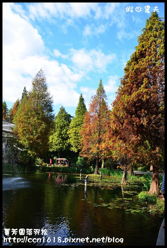 菁芳園落羽松DSC_0396 菁芳園落羽松DSC_0396