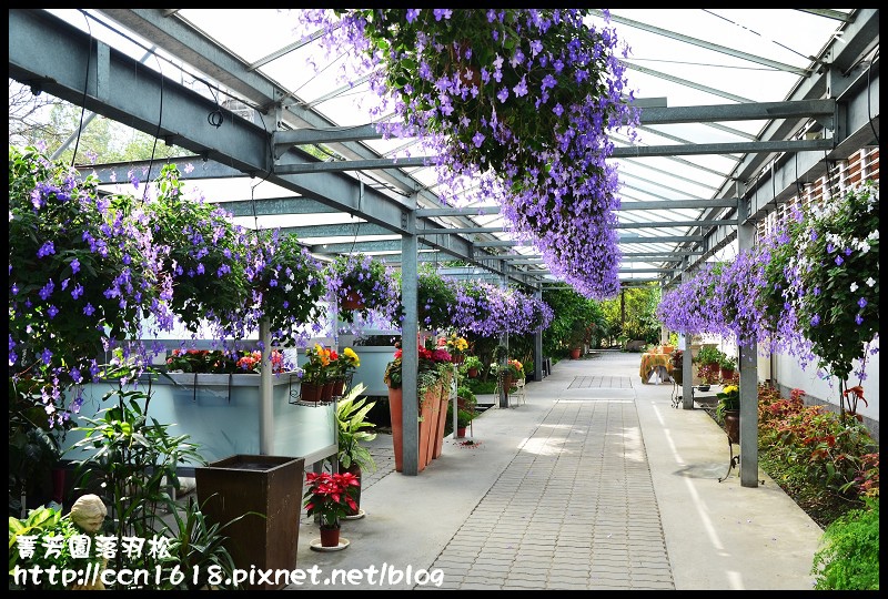 菁芳園落羽松DSC_0403 菁芳園落羽松DSC_0403