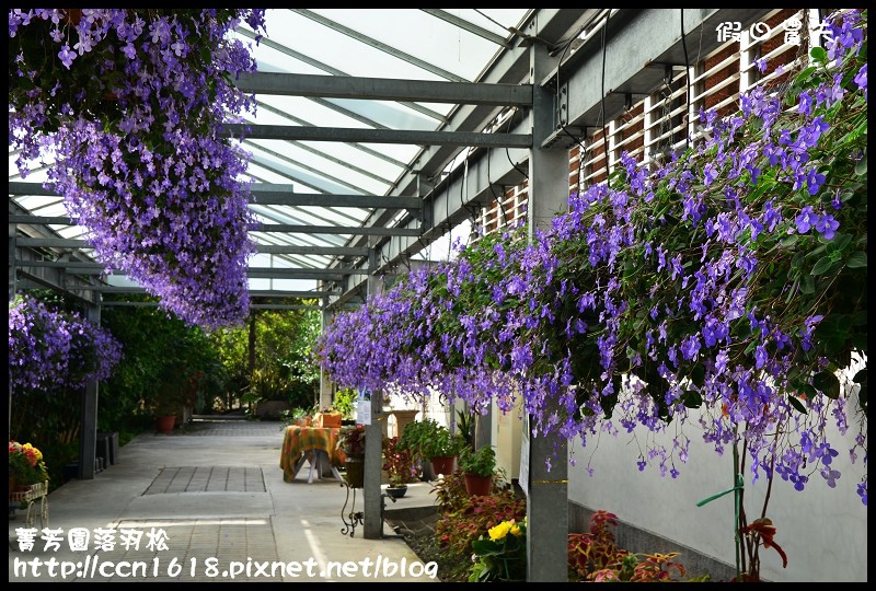 菁芳園落羽松DSC_0406 菁芳園落羽松DSC_0406