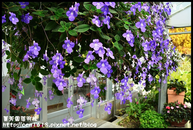 菁芳園落羽松DSC_0407 菁芳園落羽松DSC_0407