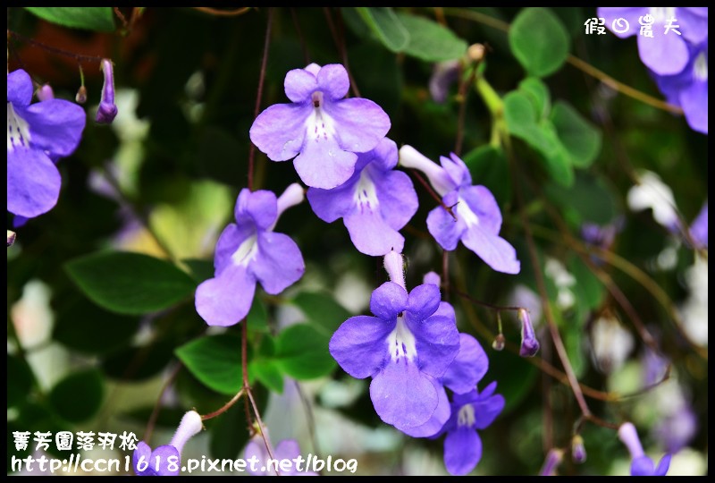 菁芳園落羽松DSC_0408 菁芳園落羽松DSC_0408