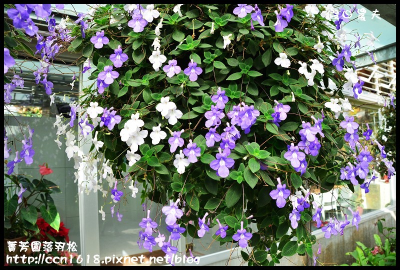 菁芳園落羽松DSC_0410 菁芳園落羽松DSC_0410