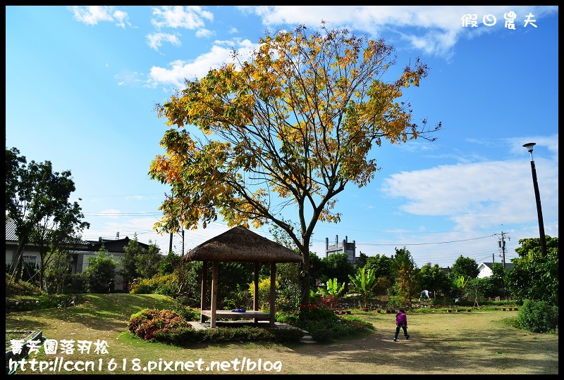 菁芳園落羽松DSC_0418 菁芳園落羽松DSC_0418