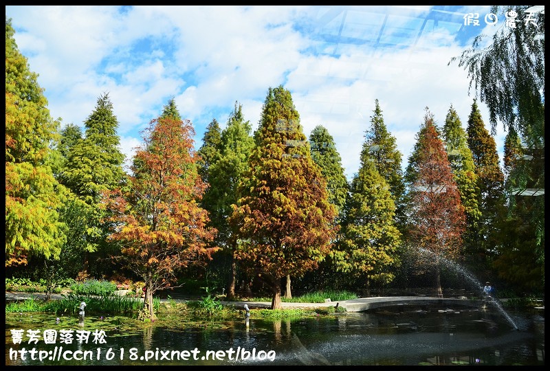 菁芳園落羽松DSC_0422 菁芳園落羽松DSC_0422