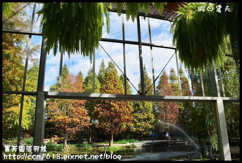 菁芳園落羽松DSC_0424 菁芳園落羽松DSC_0424