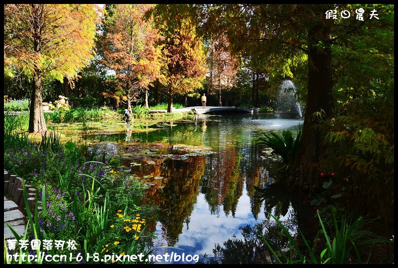 菁芳園落羽松DSC_0426 菁芳園落羽松DSC_0426
