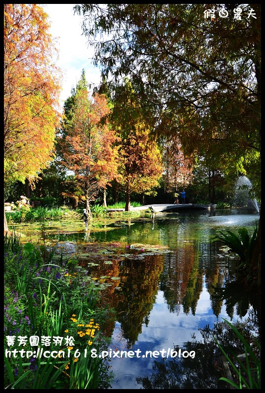 菁芳園落羽松DSC_0429 菁芳園落羽松DSC_0429