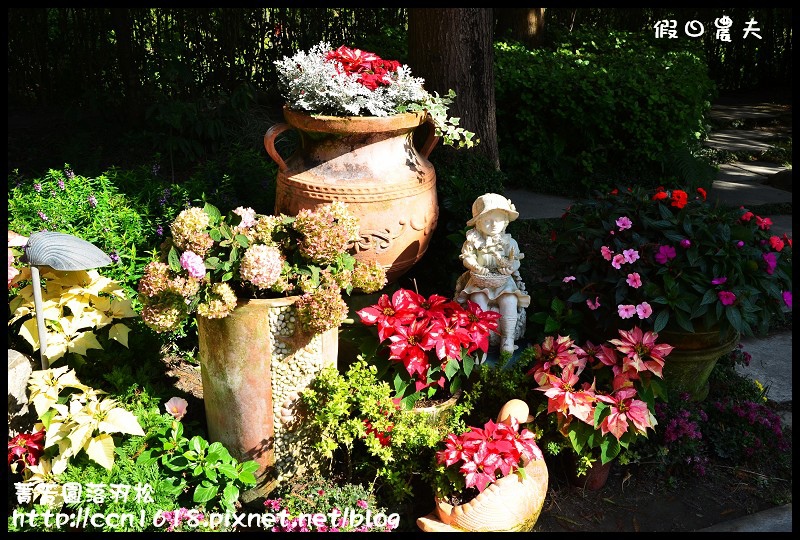 菁芳園落羽松DSC_0430 菁芳園落羽松DSC_0430