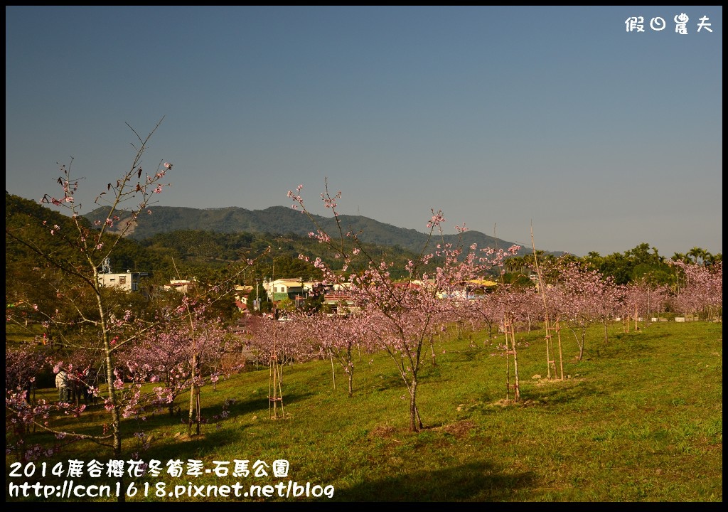 2014鹿谷櫻花冬筍季-石馬公園DSC_1668