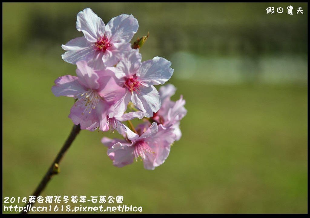 2014鹿谷櫻花冬筍季-石馬公園DSC_1720