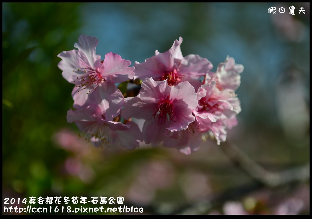 2014鹿谷櫻花冬筍季-石馬公園DSC_1723