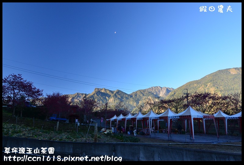 草坪頭玉山茶園DSC_2297