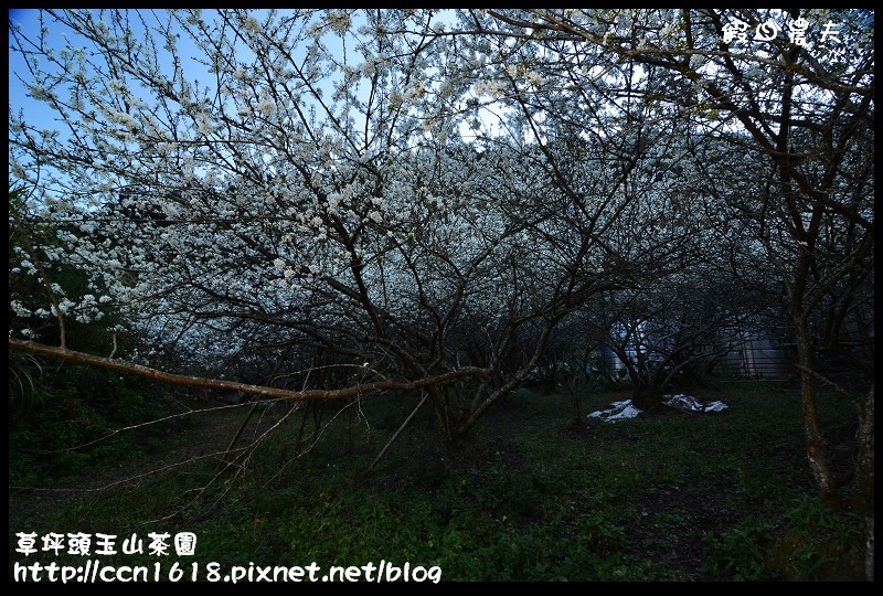 草坪頭玉山茶園DSC_2300