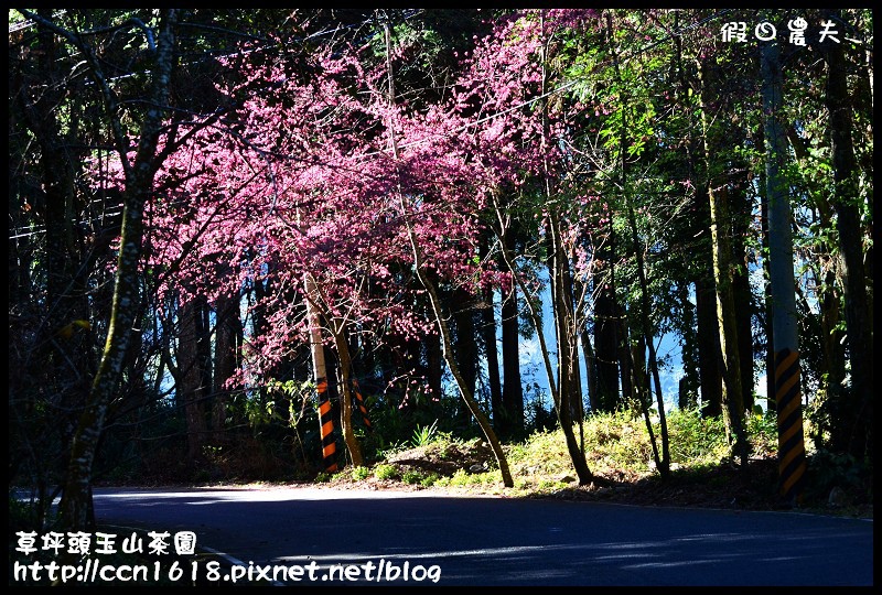 草坪頭玉山茶園DSC_2346