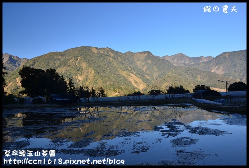 草坪頭玉山茶園DSC_2319