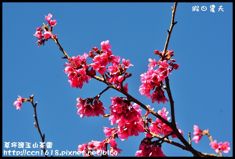 草坪頭玉山茶園DSC_2377