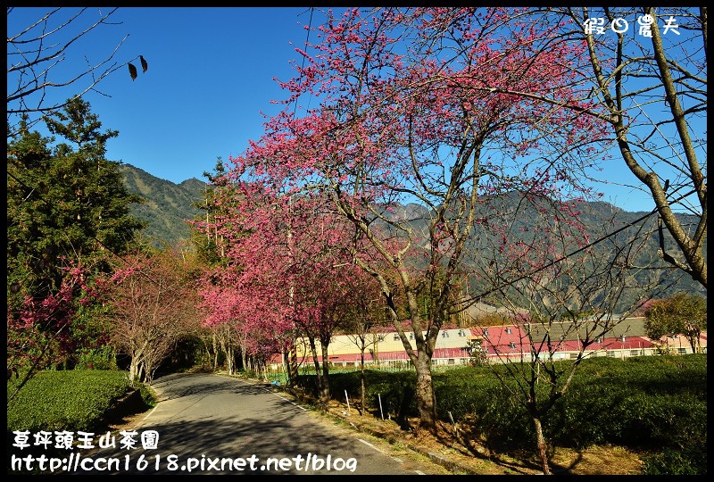 草坪頭玉山茶園DSC_2382