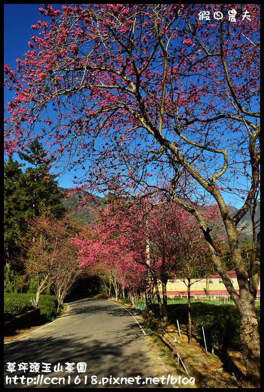 草坪頭玉山茶園DSC_2383