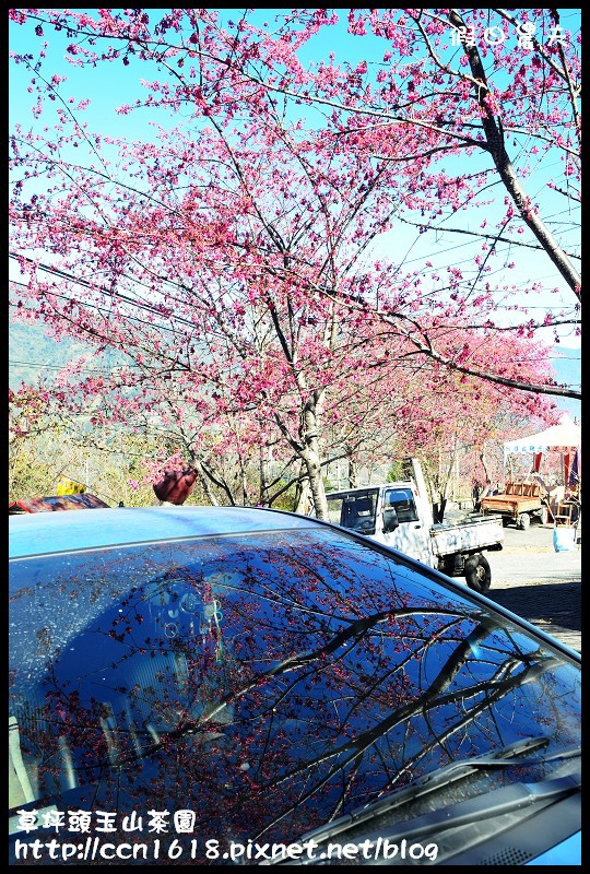 草坪頭玉山茶園DSC_2408