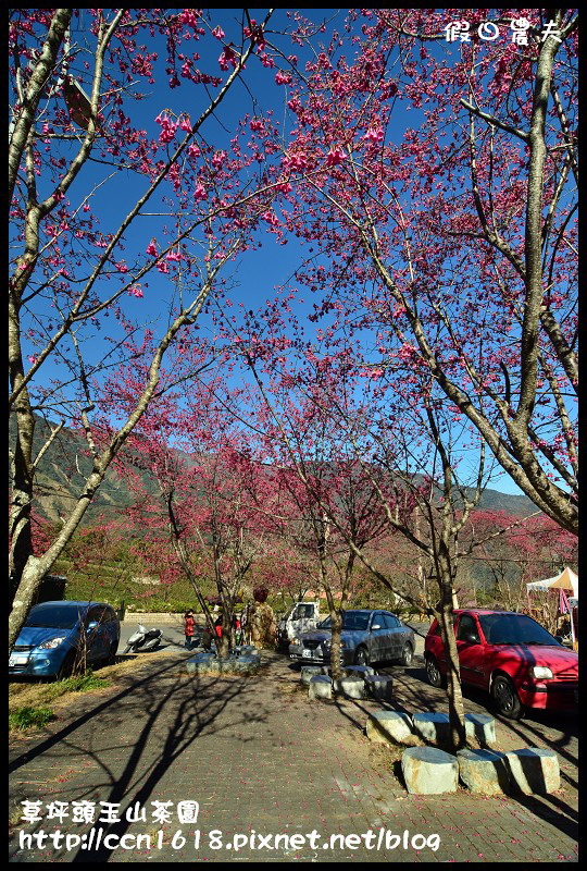草坪頭玉山茶園DSC_2413