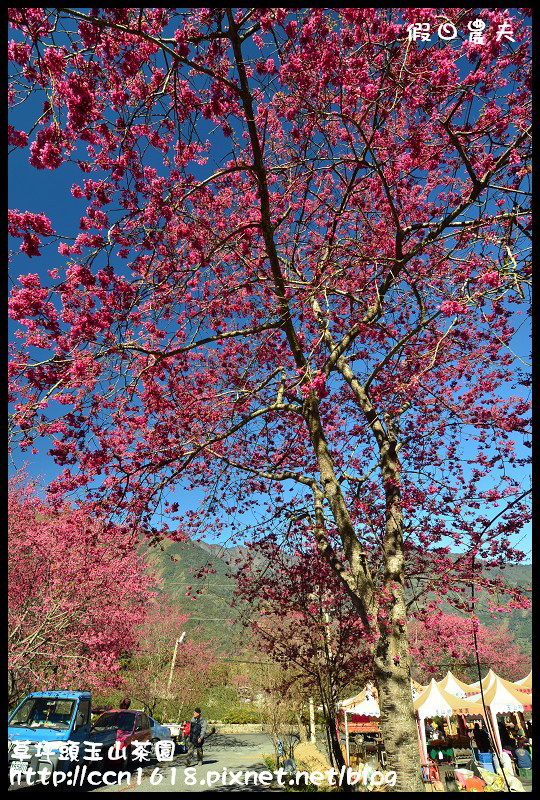 草坪頭玉山茶園DSC_2417