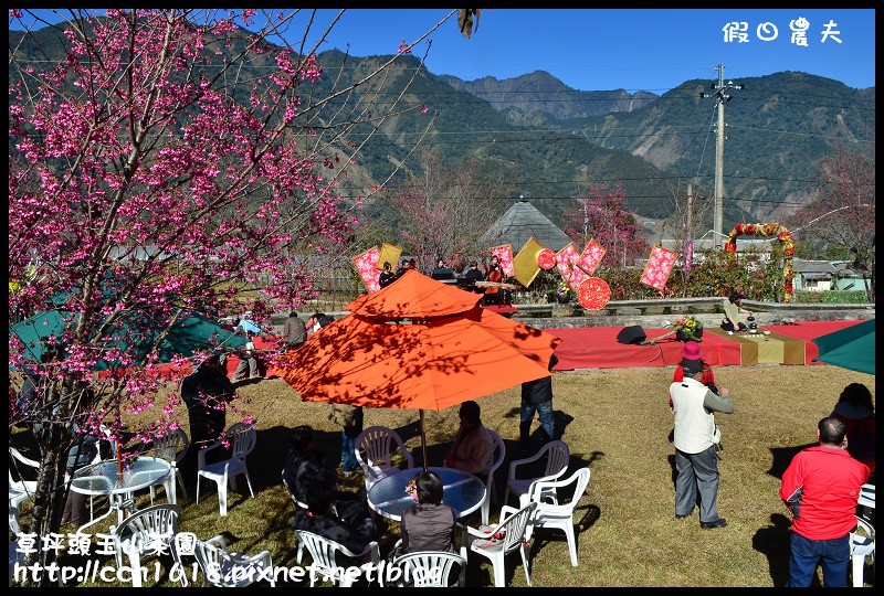 草坪頭玉山茶園DSC_2450