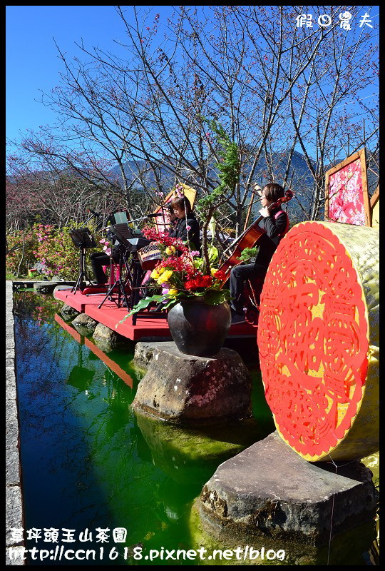 草坪頭玉山茶園DSC_2459