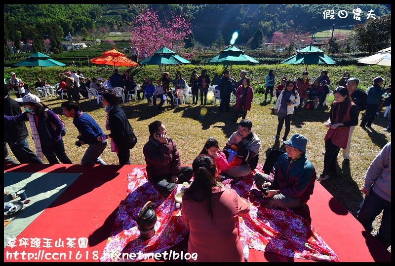 草坪頭玉山茶園DSC_2462