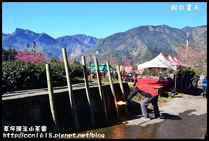 草坪頭玉山茶園DSC_2469