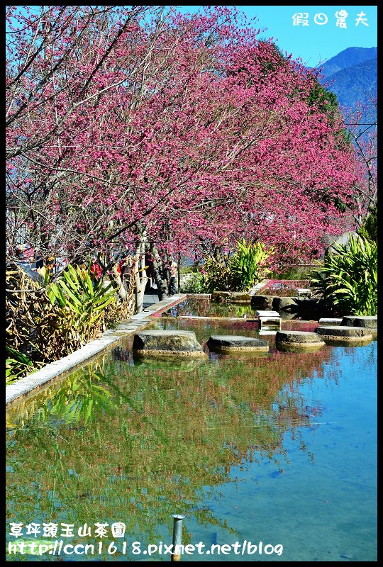 草坪頭玉山茶園DSC_2485
