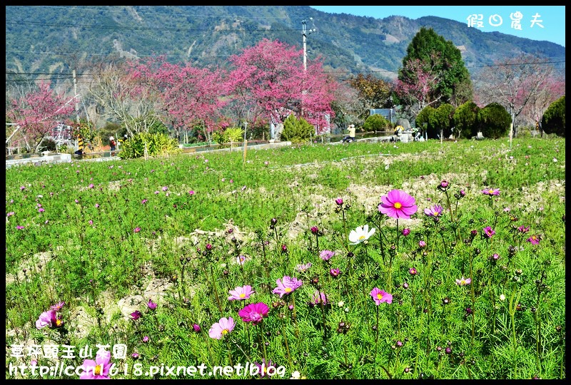 草坪頭玉山茶園DSC_2495