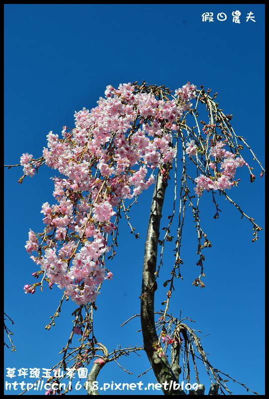 草坪頭玉山茶園DSC_2514
