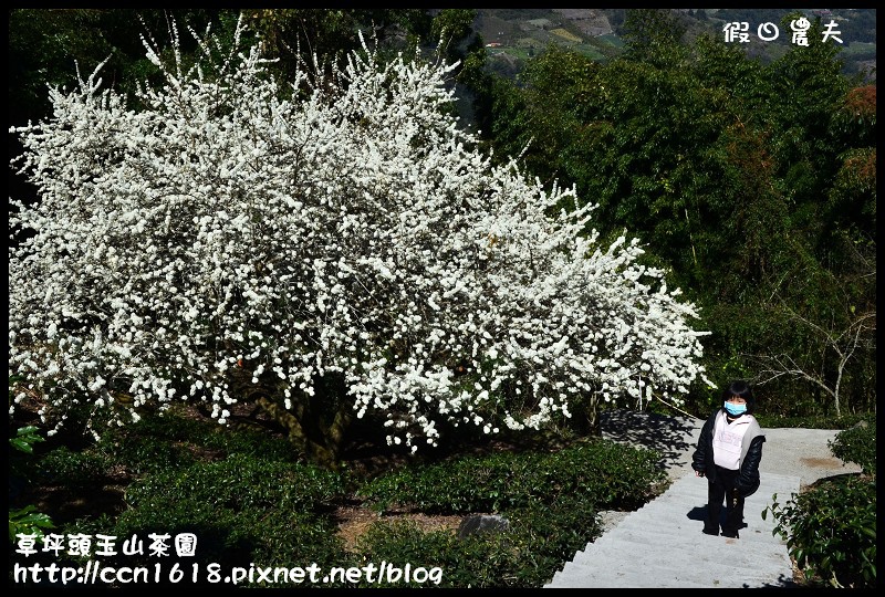 草坪頭玉山茶園DSC_2522