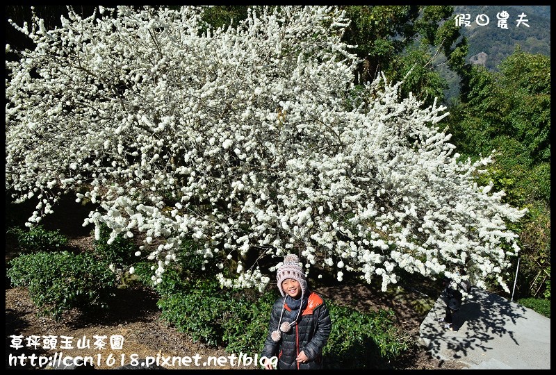 草坪頭玉山茶園DSC_2527