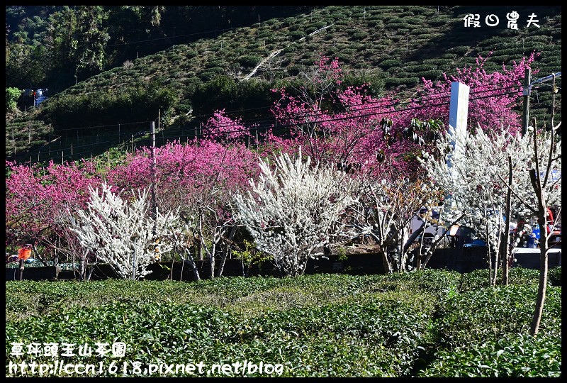 草坪頭玉山茶園DSC_2533