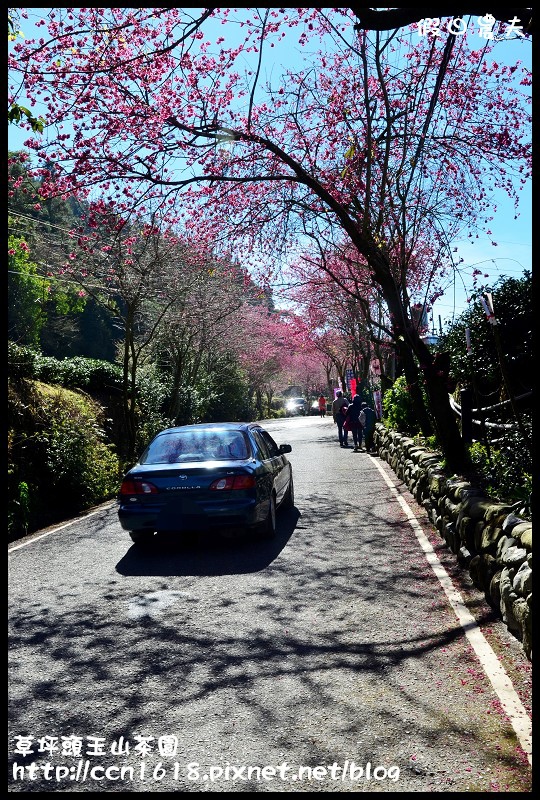 草坪頭玉山茶園DSC_2539