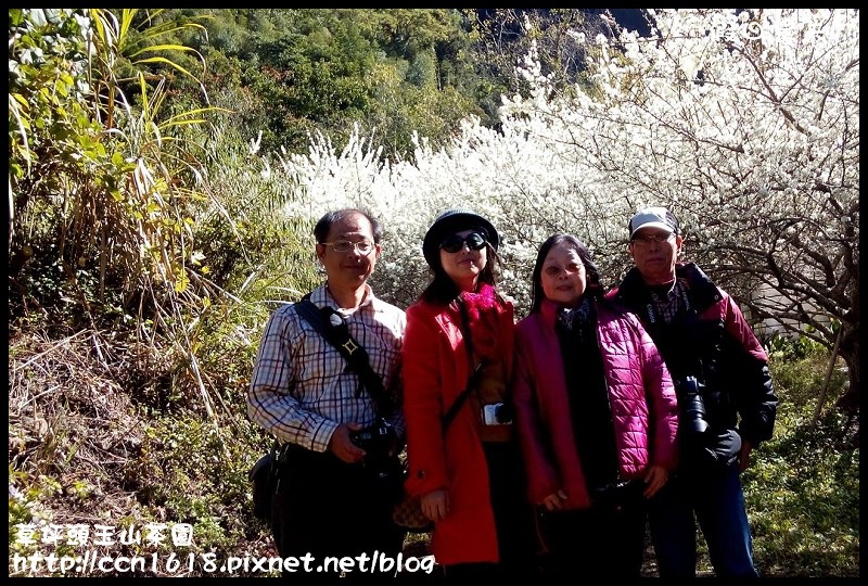 草坪頭玉山茶園1547991_593012167458867_332313603_o