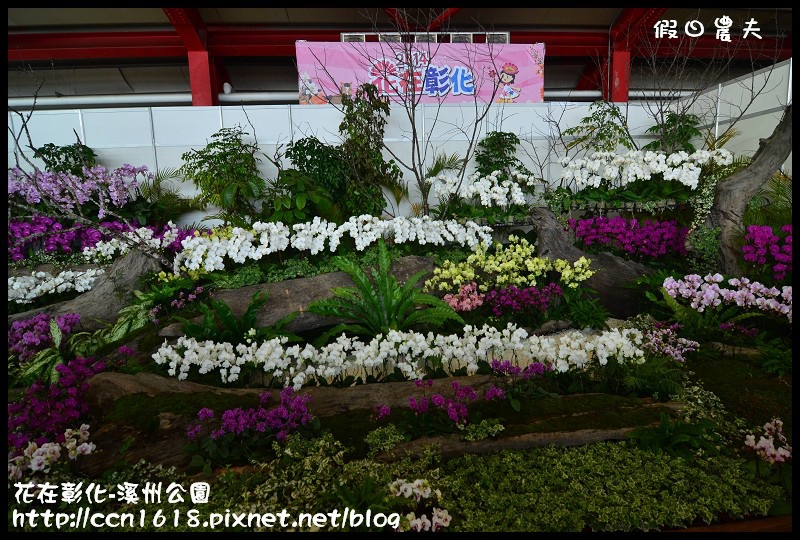 花在彰化-溪州公園DSC_3166 花在彰化-溪州公園DSC_3166