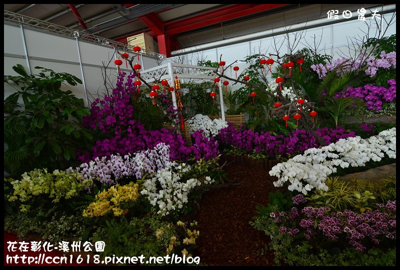 花在彰化-溪州公園DSC_3168 花在彰化-溪州公園DSC_3168