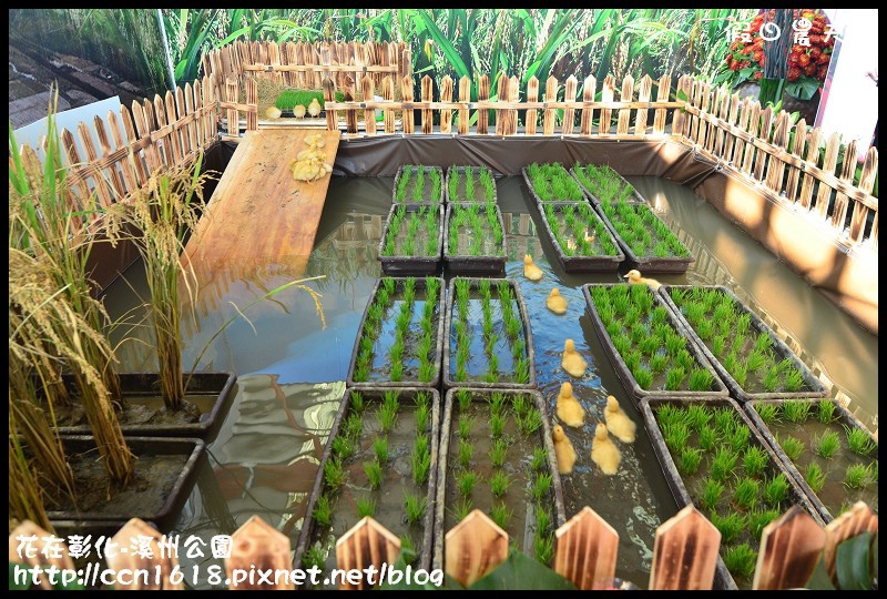 花在彰化-溪州公園DSC_3186 花在彰化-溪州公園DSC_3186