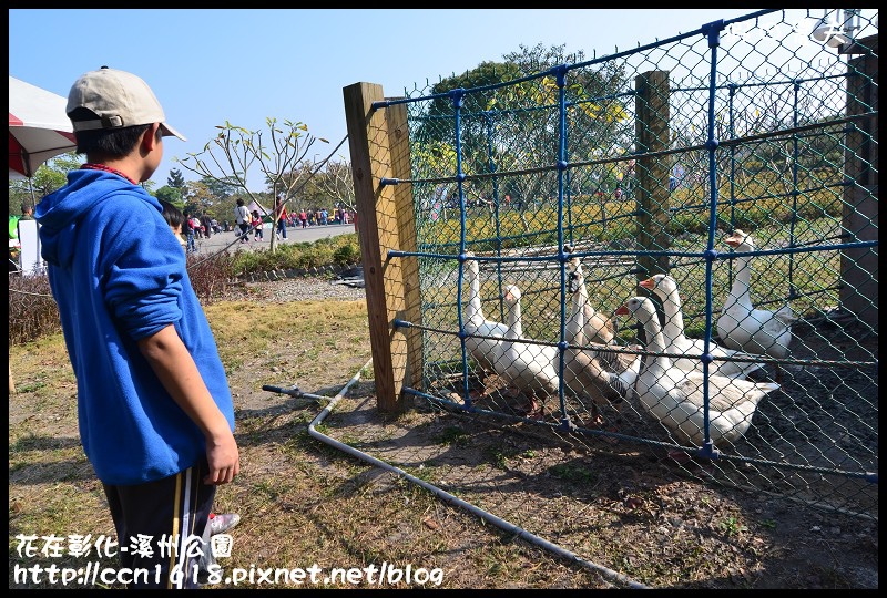 花在彰化-溪州公園DSC_3213 花在彰化-溪州公園DSC_3213