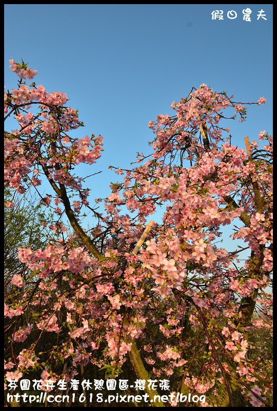 芬園花卉生產休憩園區-櫻花張DSC_3239