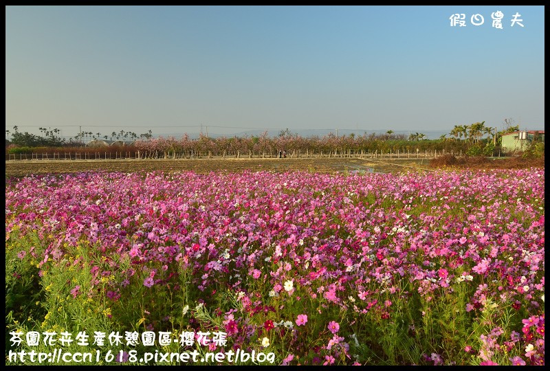 芬園花卉生產休憩園區-櫻花張DSC_3245